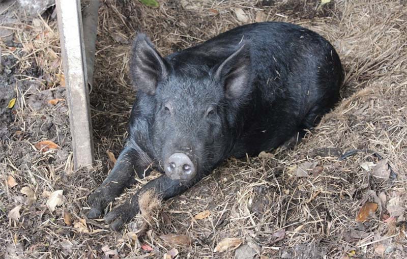 В Германии зафиксирован первый случай заражения африканской чумой свиней
