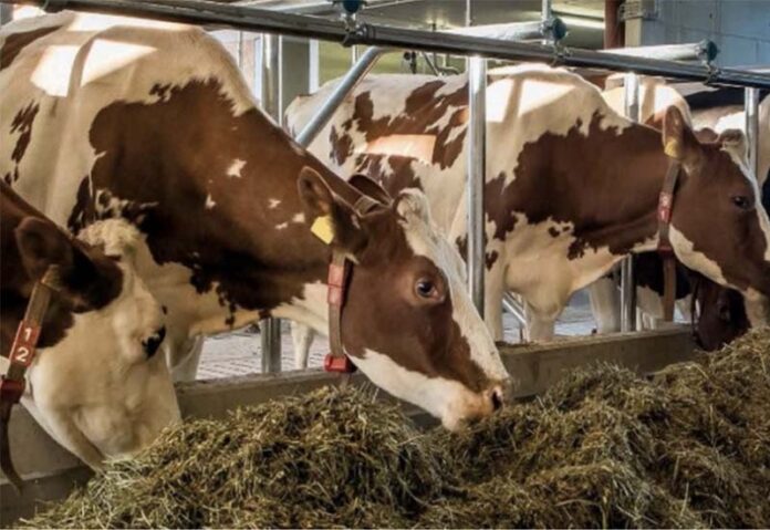 В крупнейшем хозяйстве Хабаровского края выявили недостаток кормов для коров