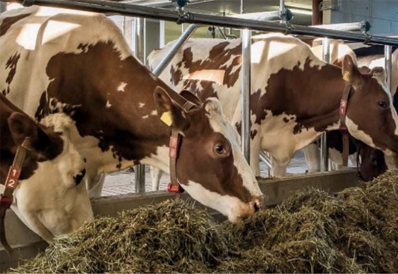 В крупнейшем хозяйстве Хабаровского края выявили недостаток кормов для коров
