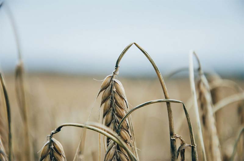 В Новосибирской области выросла цена на пшеницу нового урожая