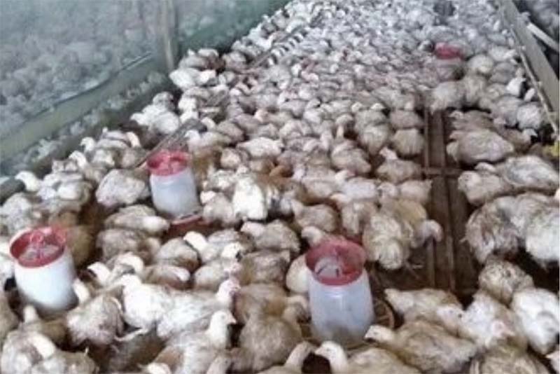 В Оренбуржье фермеры жестоко обращались с сельскохозяйственной птицей и скотом