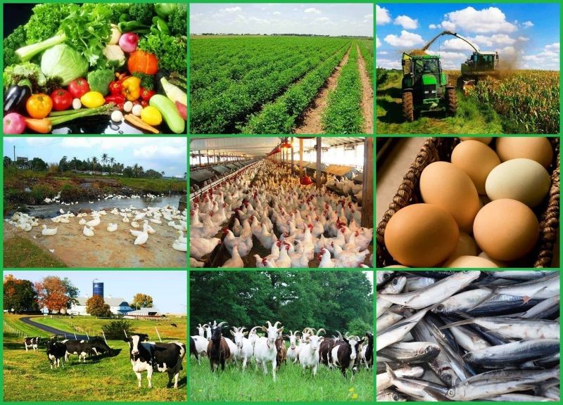 Виды деятельности крестьянского (фермерского) хозяйства (КФХ)