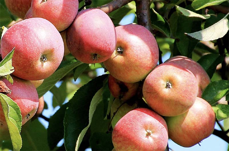 Зачем опытные садоводы вбивают в яблоню ржавый гвоздь? копия