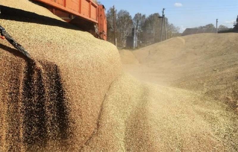 Западные эксперты признали господство России на мировом рынке пшеницы