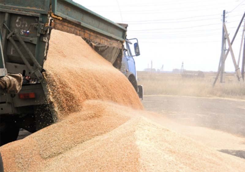Аграрии Омской области спасают зерно копия