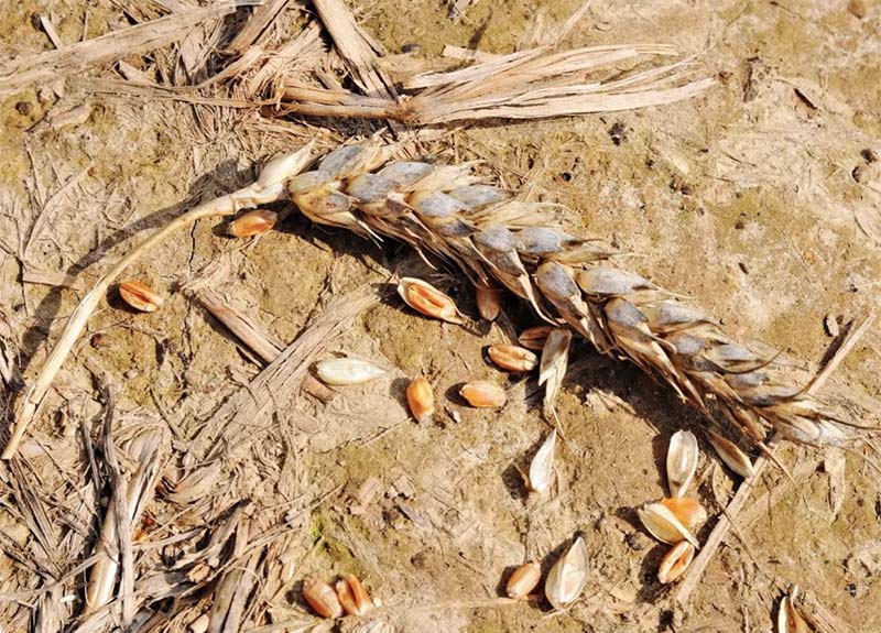 В Челябинской области из-за засухи потеряли почти половину урожая зерновых