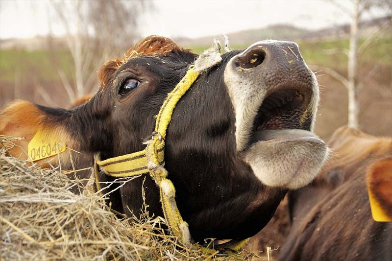 Фермеры Алтая отправляют коров на бойню из-за низких закупочных цен на молоко