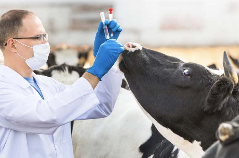 Минсельхоз планирует остановить бесконтрольное применение лекарственных препаратов в животноводстве
