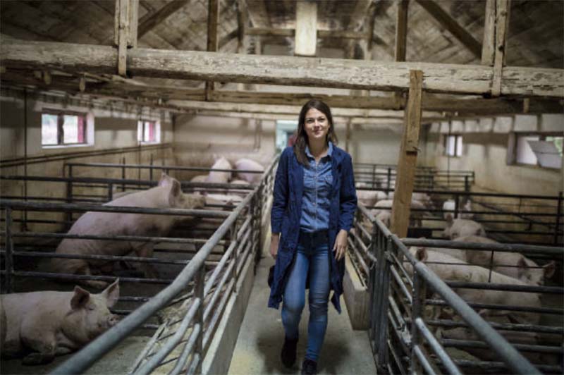 Минсельхоз внес изменения в правила определения зоосанитарного статуса свиноводческих хозяйств