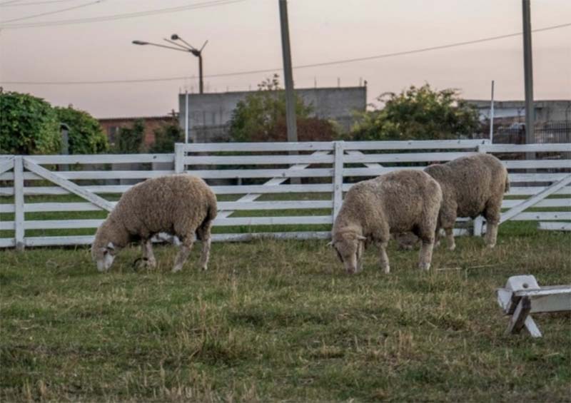 На Ставрополье специалисты завершают массовое осеменение овец
