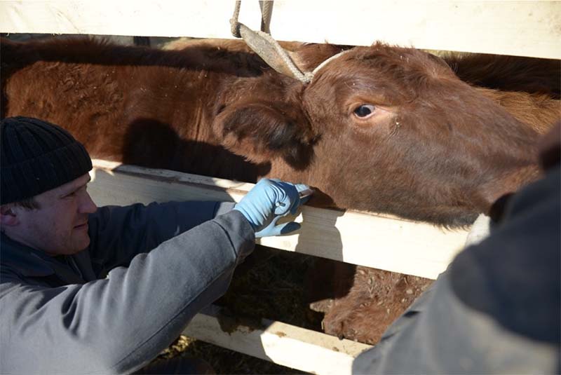 Ростовского фермера привлекли к административной ответственности за отсутствие прививок у коров
