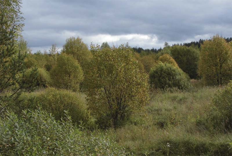 Лесной фонд Тверской области увеличился более чем на 580 га
