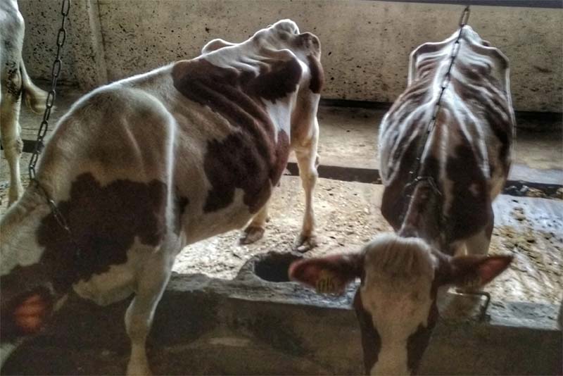 На вологодской ферме голодной смертью умерли почти 200 коров
