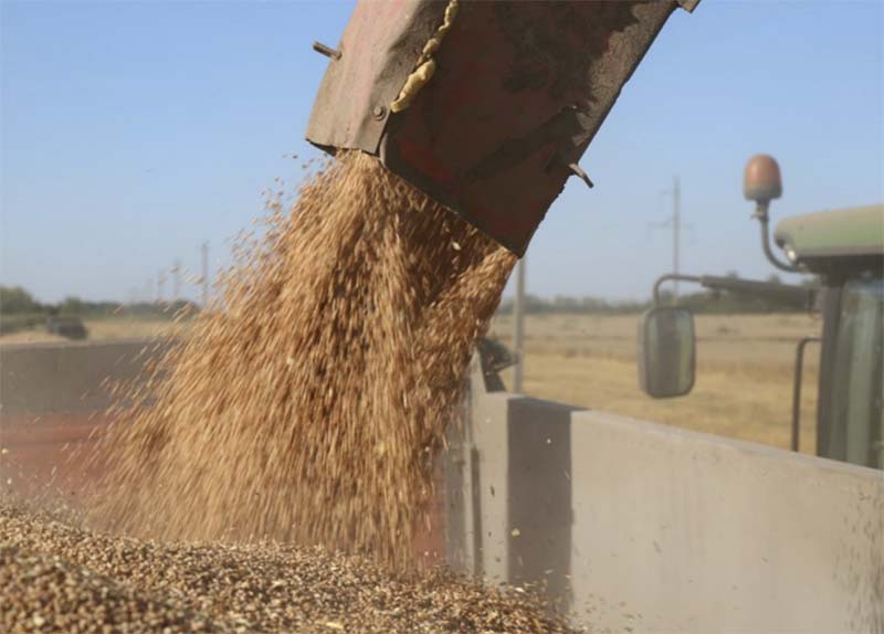 Саратовская область в этом году не дополучила полмиллиона тонн зерна