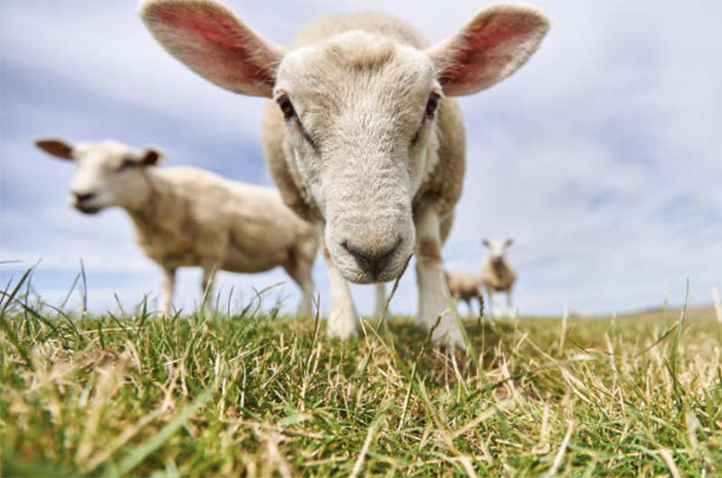 В Костромской области обнаружены овцы-призраки