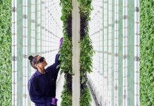 В Сан-Франциско открылась вертикальная ферма Plenty