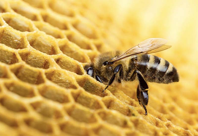 Пчеловодам на заметку новые правила разведения пчел