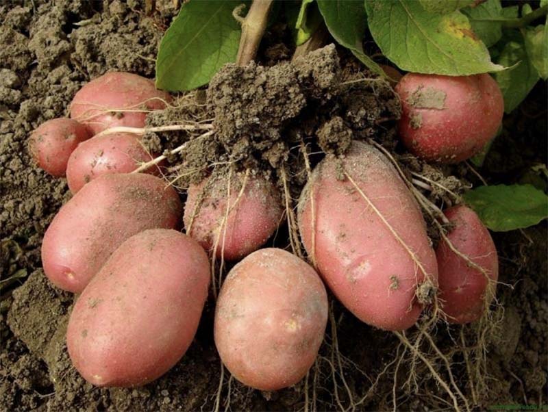 Выращивание картофеля из «нелегальных» семян может обернуться для россиян административной ответственностью