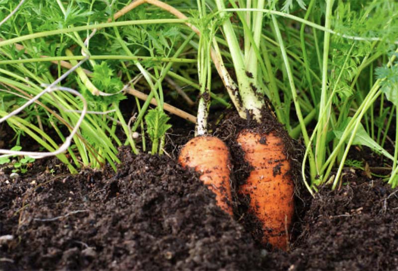 Болезни моркови при выращивании
