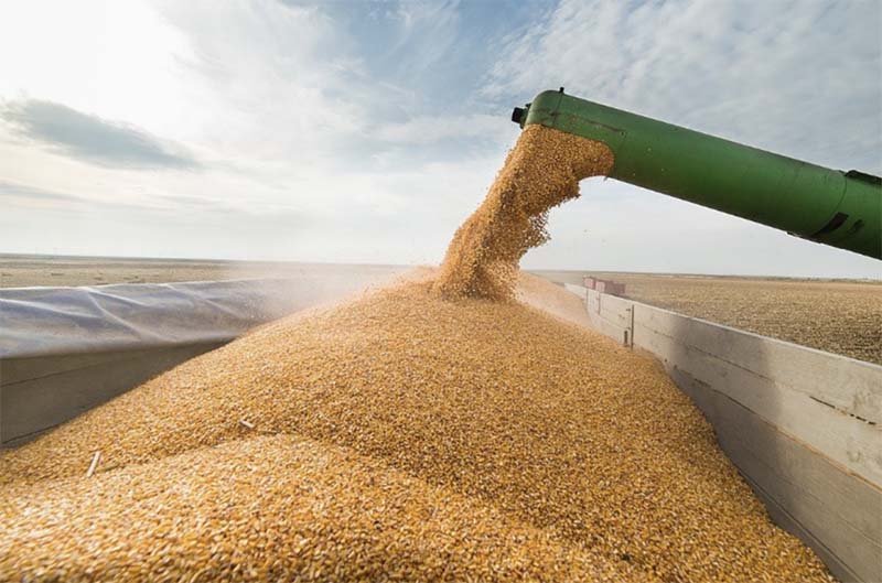 Импортеры из 11 стран мира предъявили претензии к качеству российского зерна