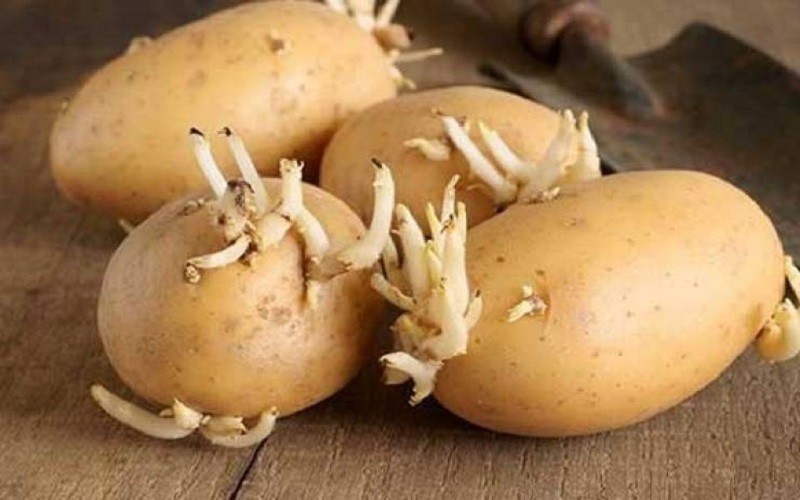Какие клубни картофеля подходят для семенных целей