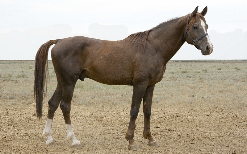 Калмыцкая лошадь