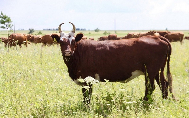 Калмыцкий мясной крупный рогатый скот