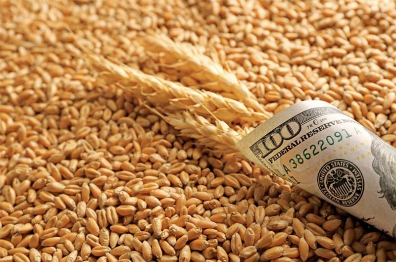 Низкий спрос со стороны импортеров снизил экспортные цены на российскую пшеницу