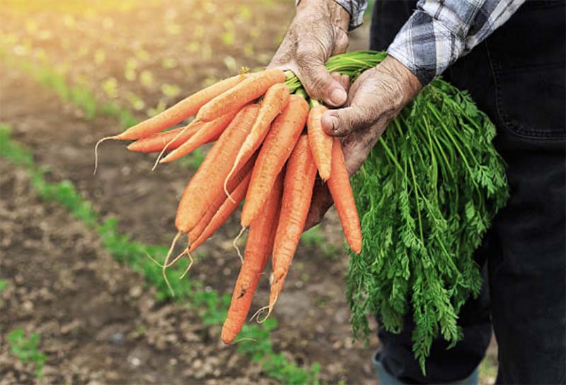 Особенности хранения моркови