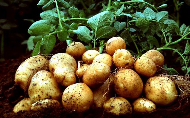 Тепловой шок или как и для чего озеленять семенной картофель?