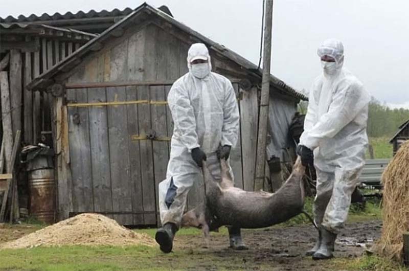 В Башкирии обнаружили вирус африканской чумы свиней в печеночном паштете