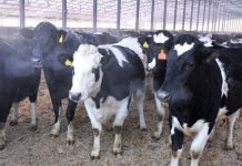 В Омской области коров все меньше, а молока больше