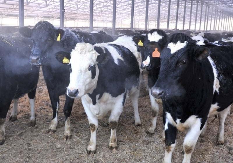 В Омской области коров все меньше, а молока больше