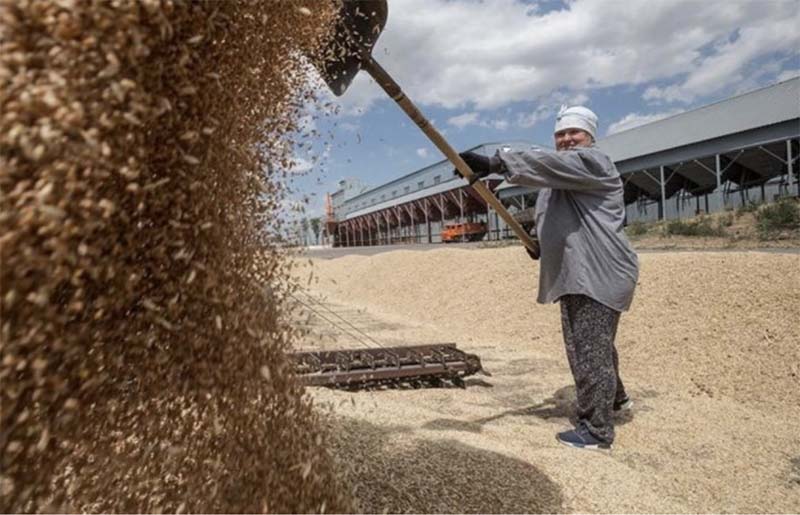 Введение экспортных квот и пошлин на зерновые культуры погубит отечественный рынок зерна