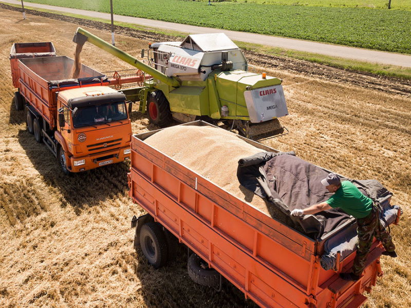 Российские производители зерна перестраиваются на новый лад