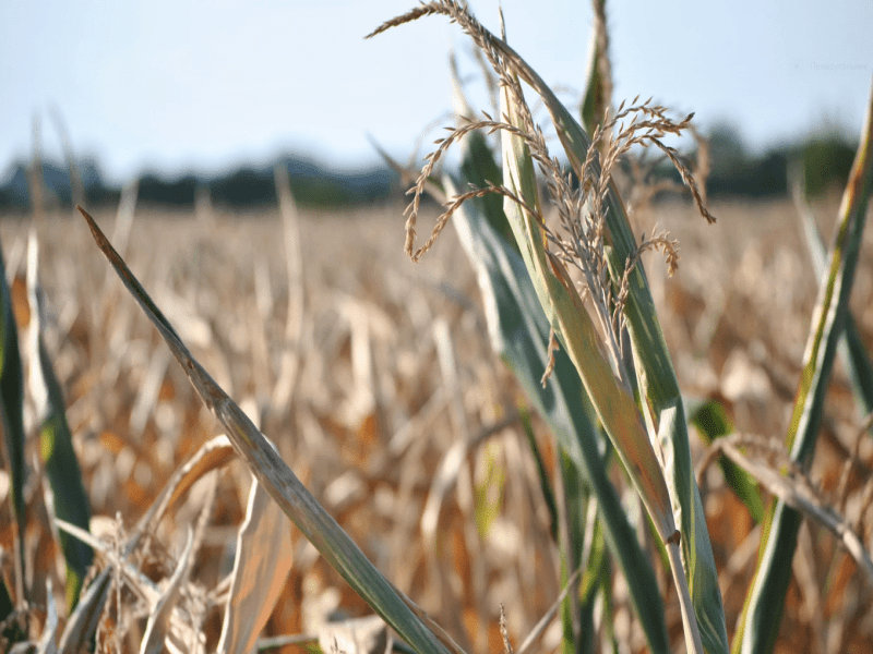 В Крыму снизились урожаи сельхозпродукции