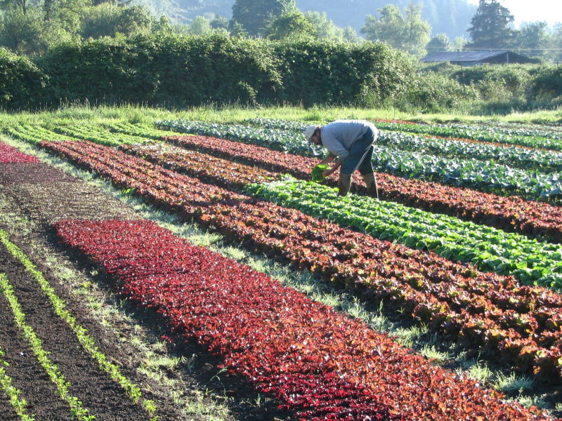 Сокращение использования пестицидов позволит собирать качественный урожай