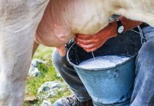 В Калининградской области вместо коров доят их хозяев