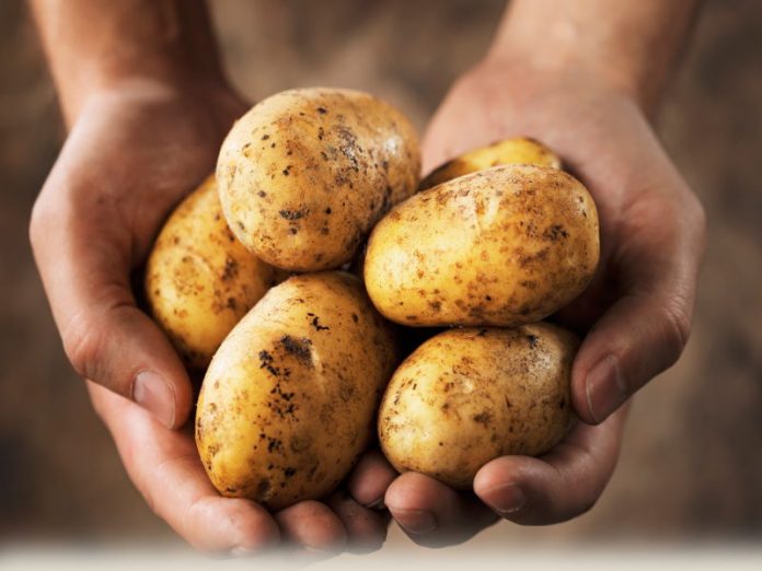 Почему дорожает картошка?