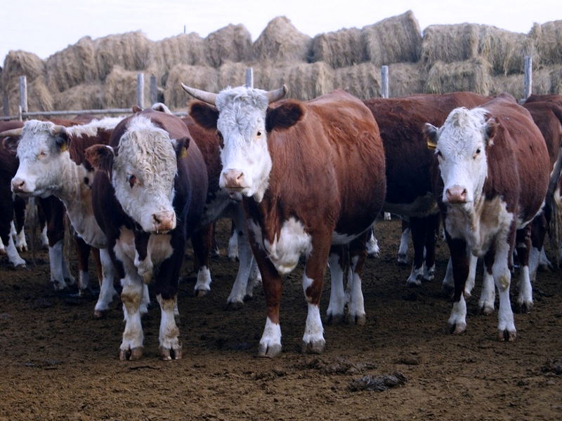 В Якутии существенно уменьшилось поголовье скота
