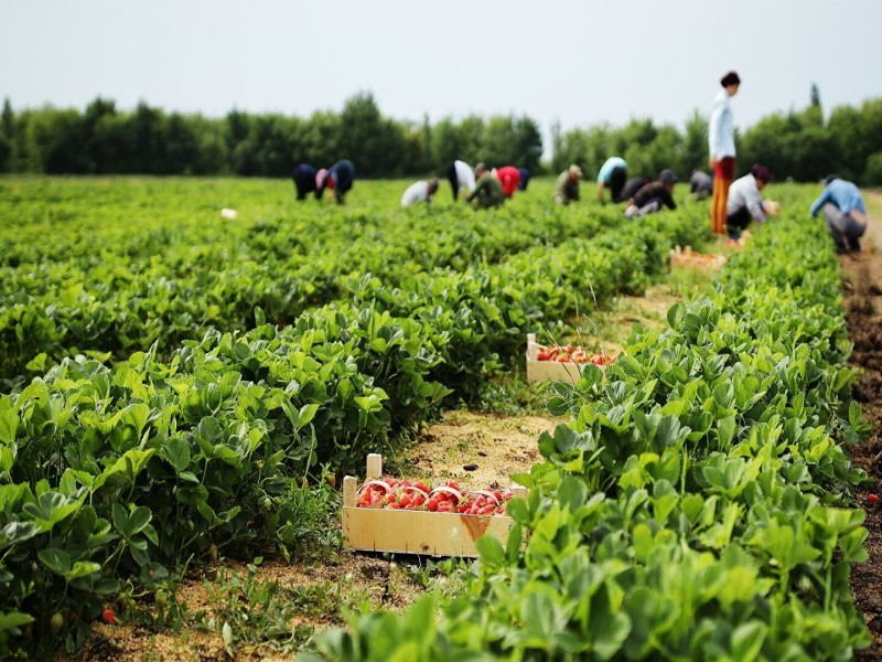Нехватка трудовых мигрантов заставит аграриев сокращать посевные площади