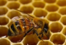 Минсельхоз РФ разработал новые правила содержания медоносных пчел