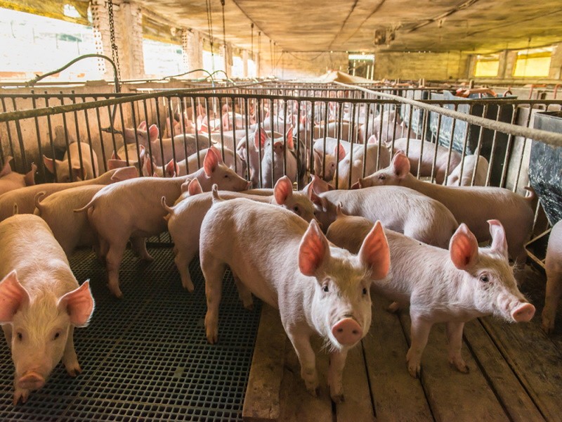 Хабаровского фермера оштрафовали за выгул свиней