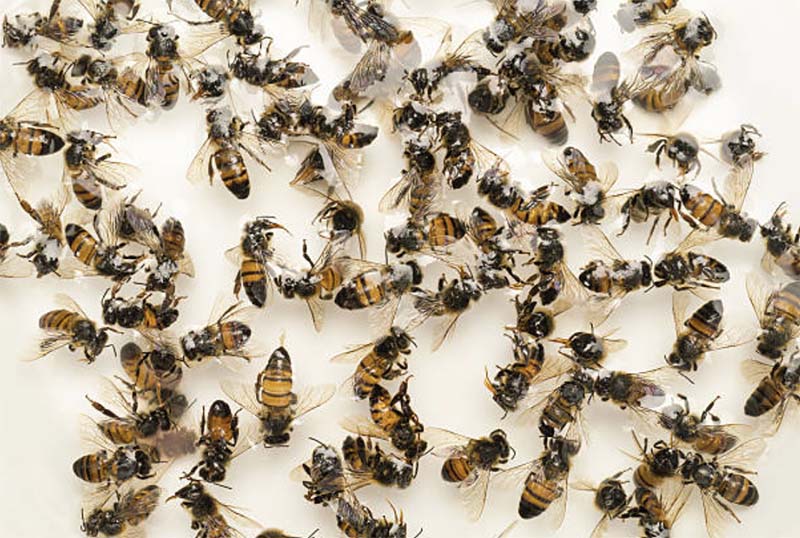 Самые частые болезни пчел, чем болеют пчелы
