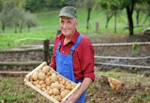 Фермеры Германии бесплатно раздали выращенный на своих угодьях органический картофель