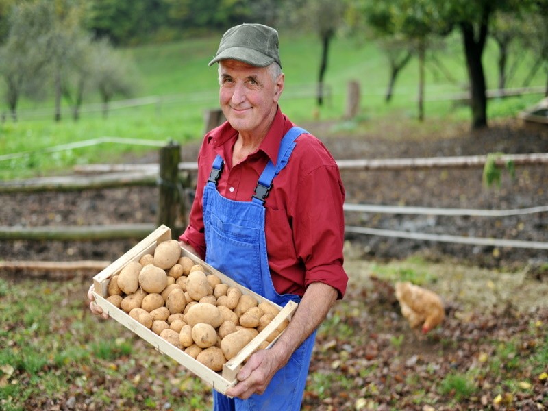 Фермеры Германии бесплатно раздали выращенный на своих угодьях органический картофель