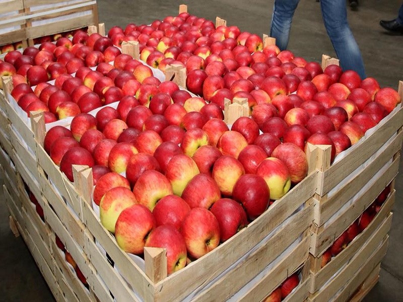 Российский рынок для молдавских яблок стал недоступен