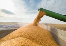 Крупные экспортеры приостановили закупки российской пшеницы