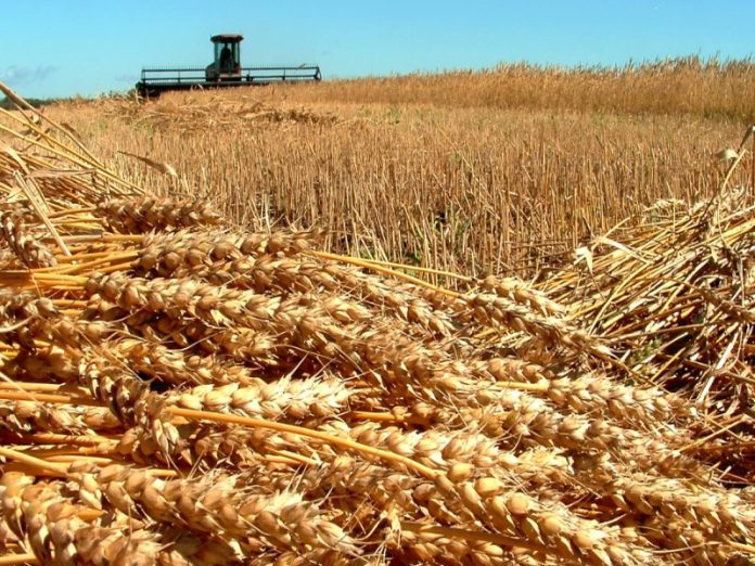 В 2020 году Россия собрала рекордный урожай зерна — Патрушев