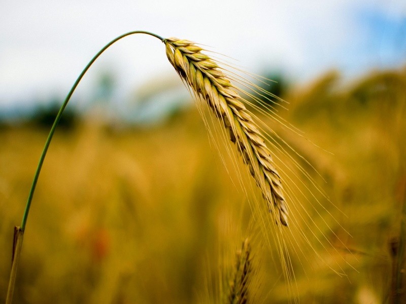Рост урожайных цен может привести к продовольственной инфляции